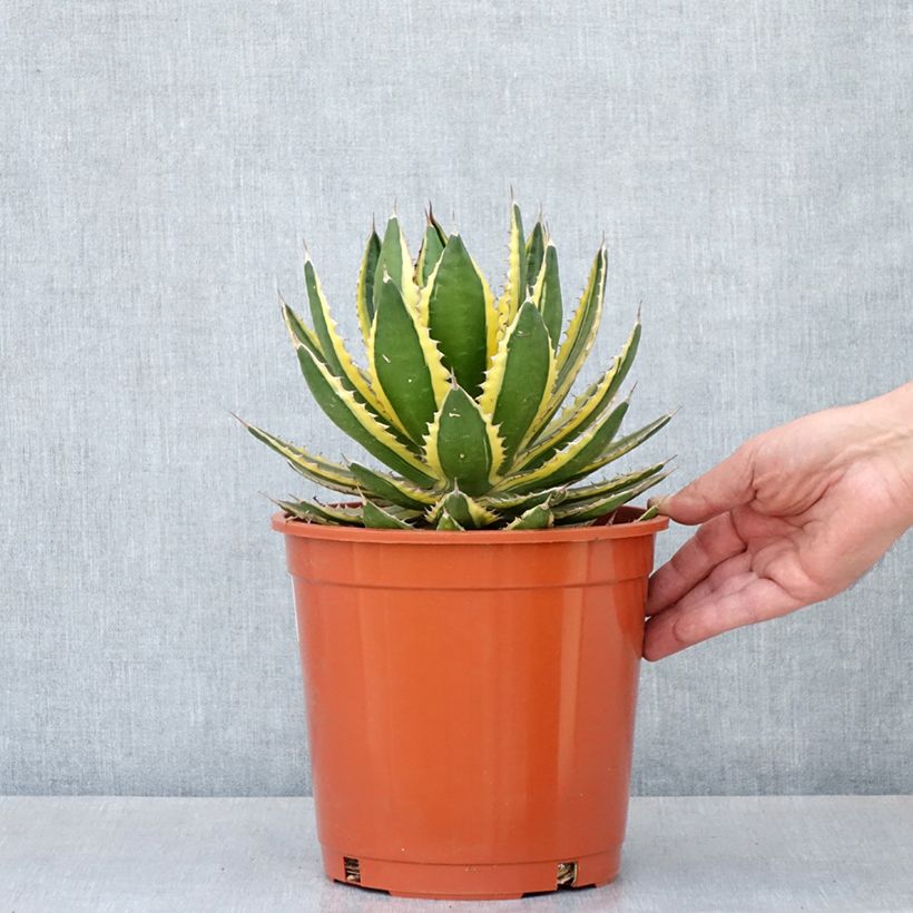 Exemplar von Agave lophantha Quadricolor Topf mit 4L/5L wie im Frühjahr geliefert