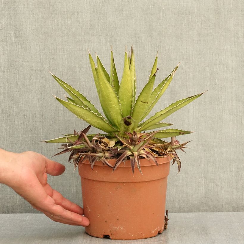 Exemplar von Agave lophantha Splendida Topf mit 3L/4L wie im Sommer geliefert