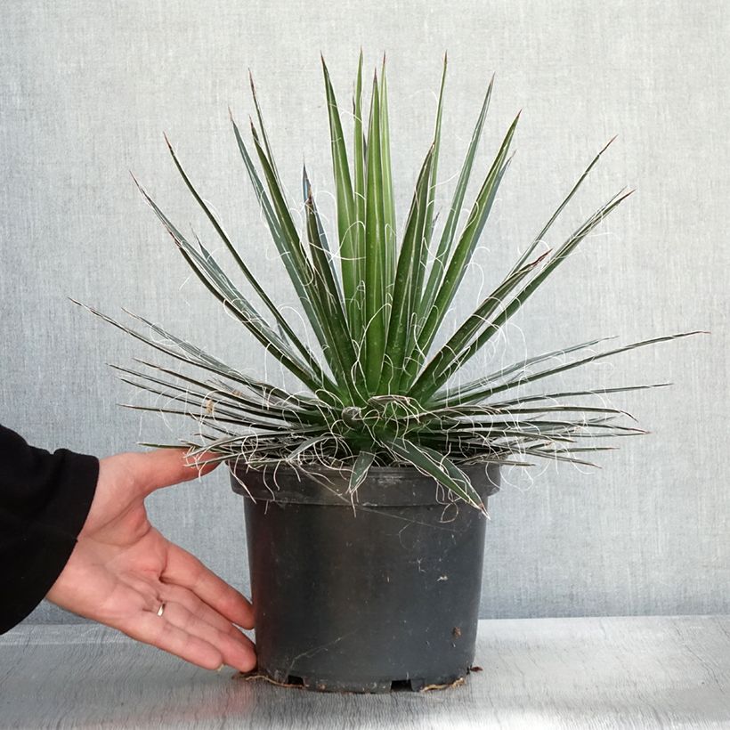 Exemplar von Agave multifilifera Topf mit 3L/4L wie im Herbst geliefert
