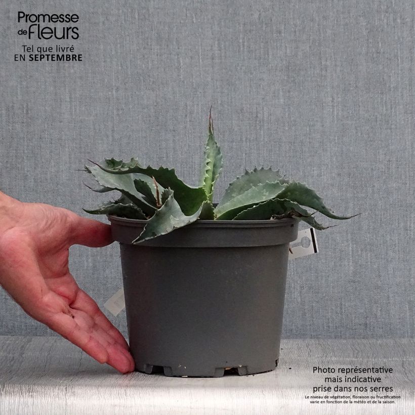 Exemplar von Agave ovatifolia Topf mit 3L/4L wie im Herbst geliefert