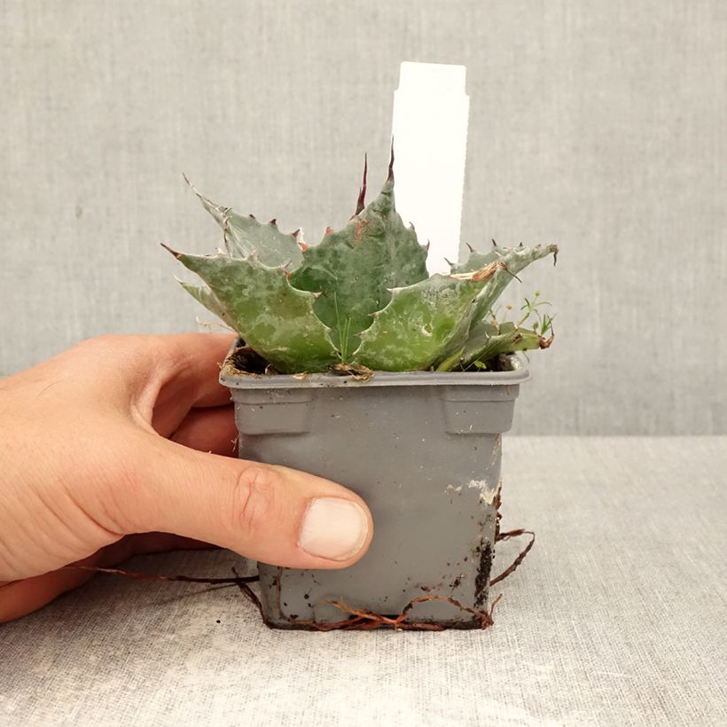 Exemplar von Agave parrasana Kleine Töpfe von 8/9 cm wie im Frühjahr geliefert