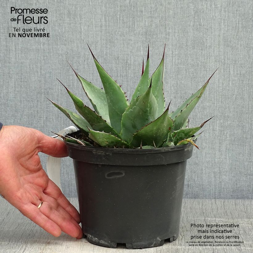 Exemplar von Agave parrasana Topf mit 3L/4L wie im Herbst geliefert