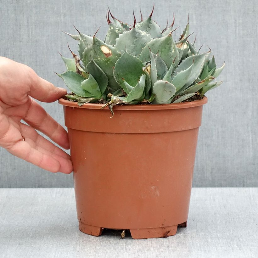 Exemplar von Agave parrasana Topf mit 3L/4L wie im Frühjahr geliefert