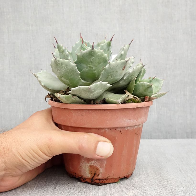 Exemplar von Agave potatorum var. verschaffeltii Topf mit 2L/3L wie im Sommer geliefert