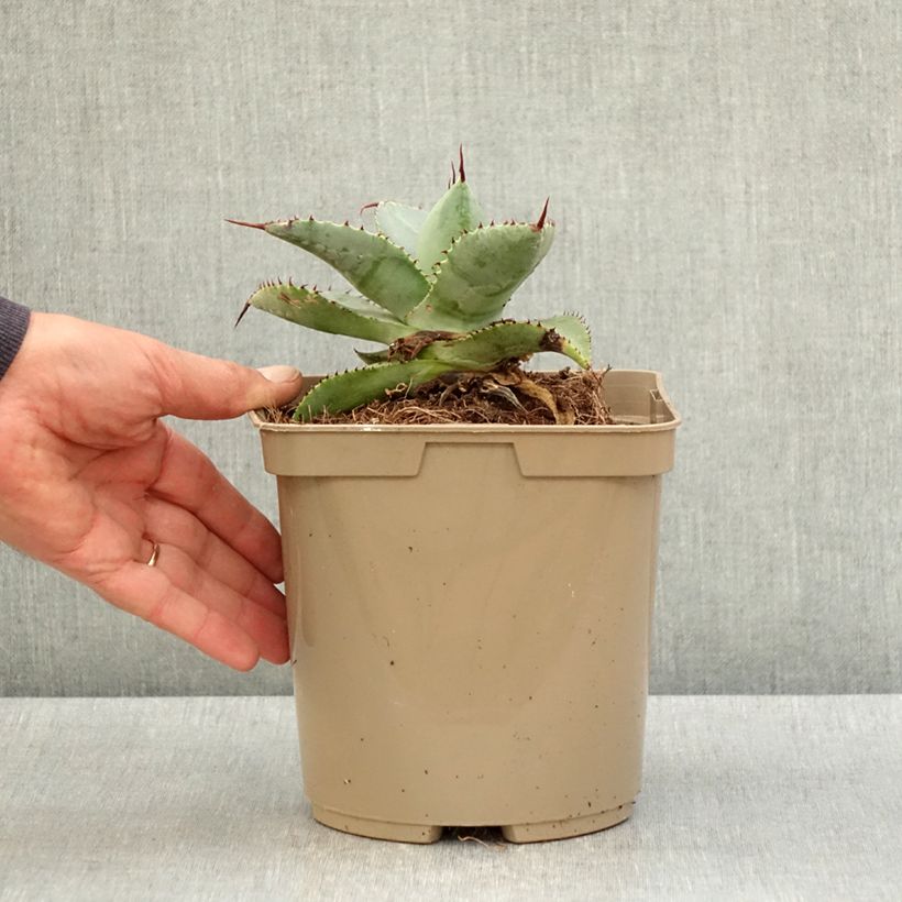 Exemplar von Agave pygmae Dragon Toes Topf mit 3L/4L wie im Frühjahr geliefert