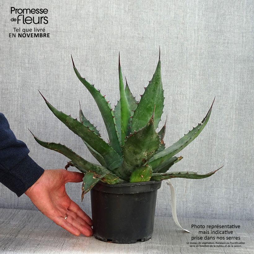 Exemplar von Agave salmiana Topf mit 3L/4L wie im Herbst geliefert