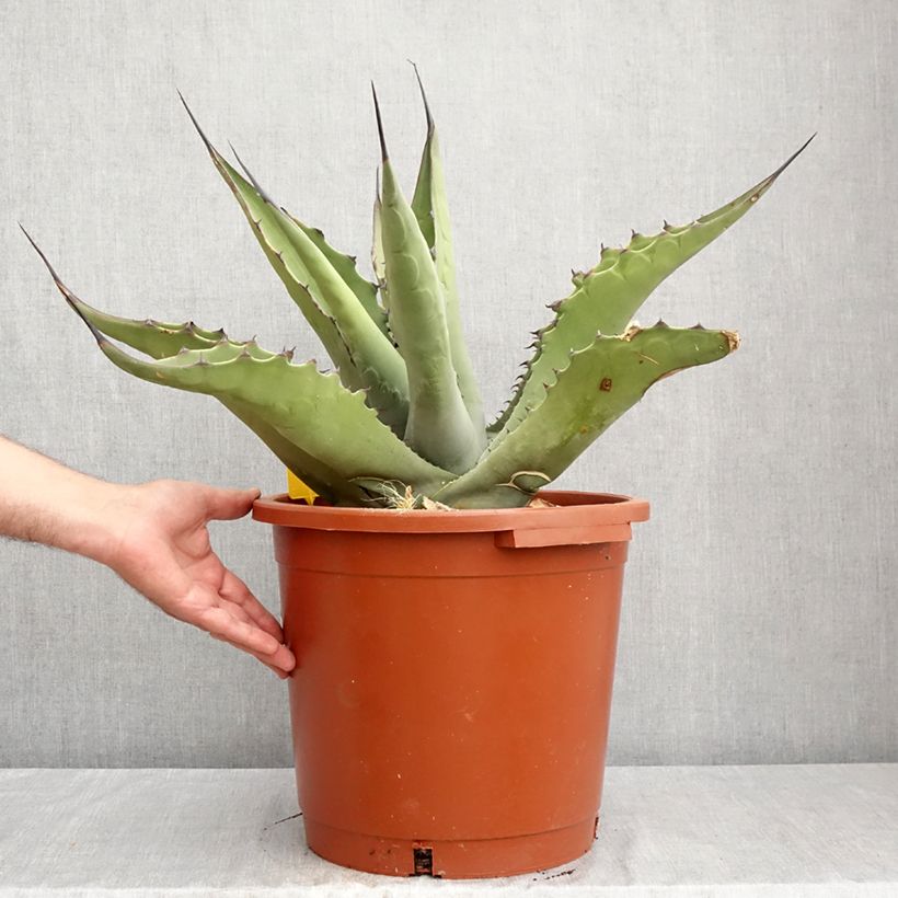 Exemplar von Agave salmiana subsp. crassispina Topf mit 12L/15L wie im Sommer geliefert