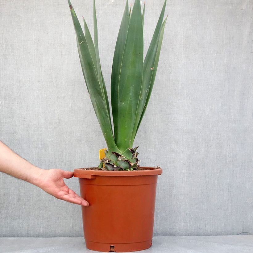 Exemplar von Agave sisalana - Sisal-Agave Topf mit 12L/15L wie im Frühjahr geliefert