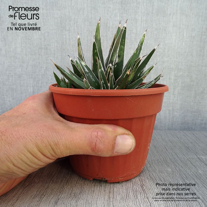 Exemplar von Agave victoriae-reginae - Königin-Victoria-Agave Topf 12 cm / 13 cm wie im Herbst geliefert