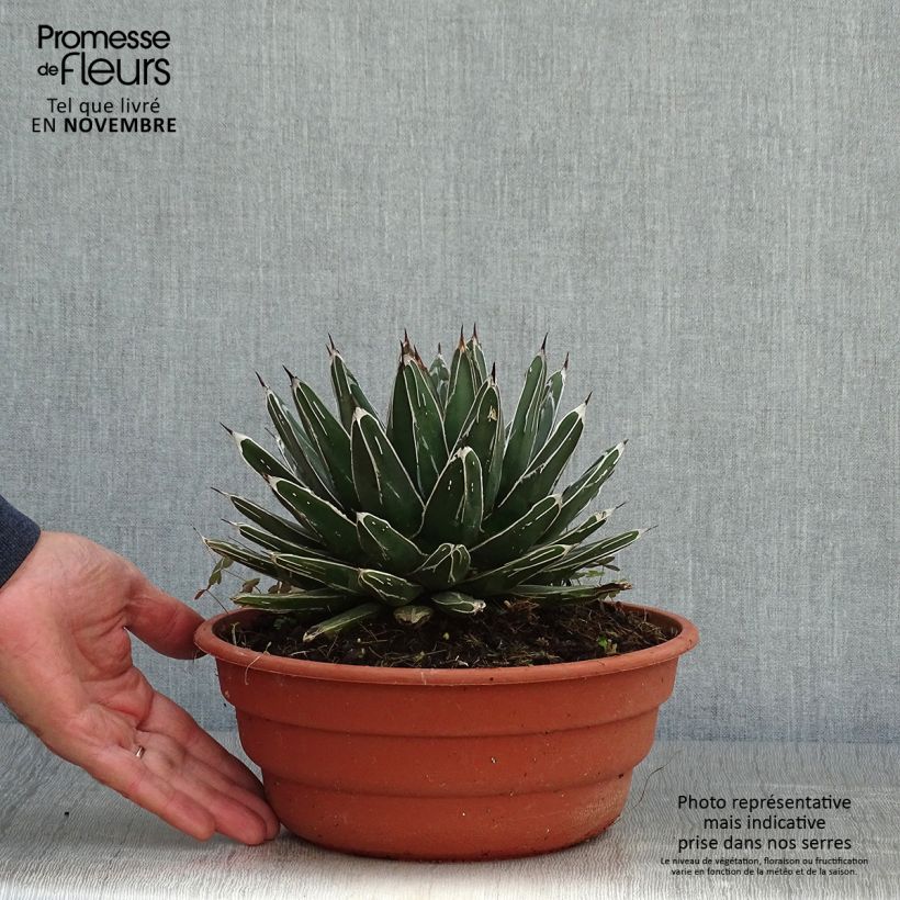 Exemplar von Agave victoriae-reginae - Königin-Victoria-Agave Topf mit 4L/5L wie im Herbst geliefert