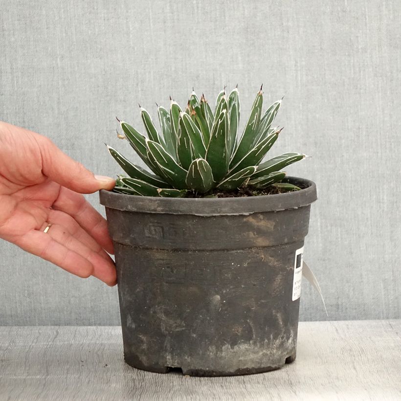 Exemplar von Agave victoriae-reginae - Königin-Victoria-Agave Topf mit 4L/5L wie im Frühjahr geliefert