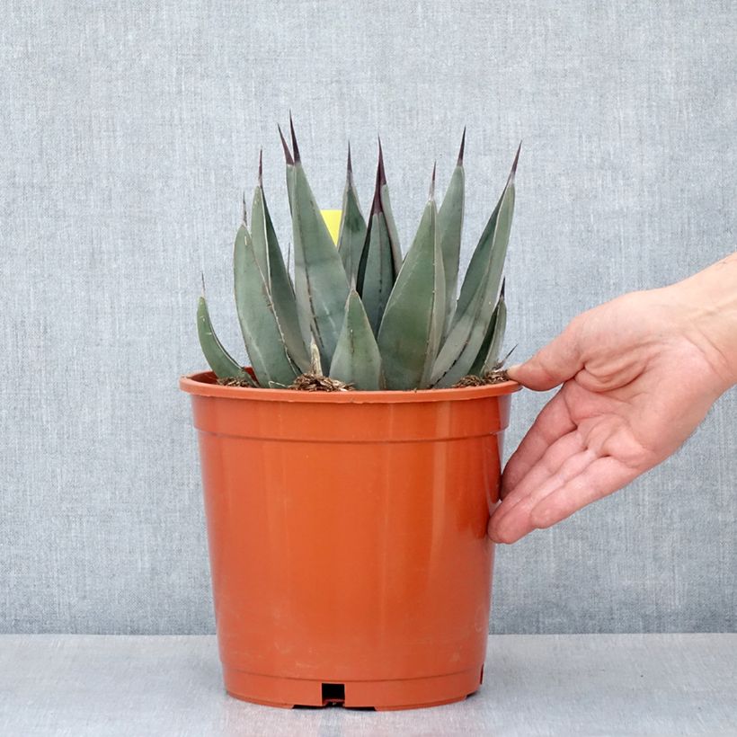 Exemplar von Agave x nigra Topf mit 4L/5L wie im Herbst geliefert