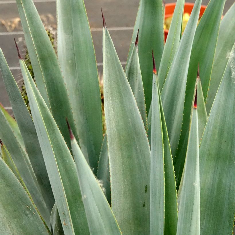 Agave x winteriana (Laub)
