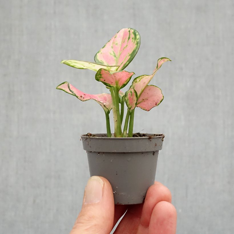 Exemplar von Aglaonema Rich Red Mini-Pflanze wie im Frühjahr geliefert