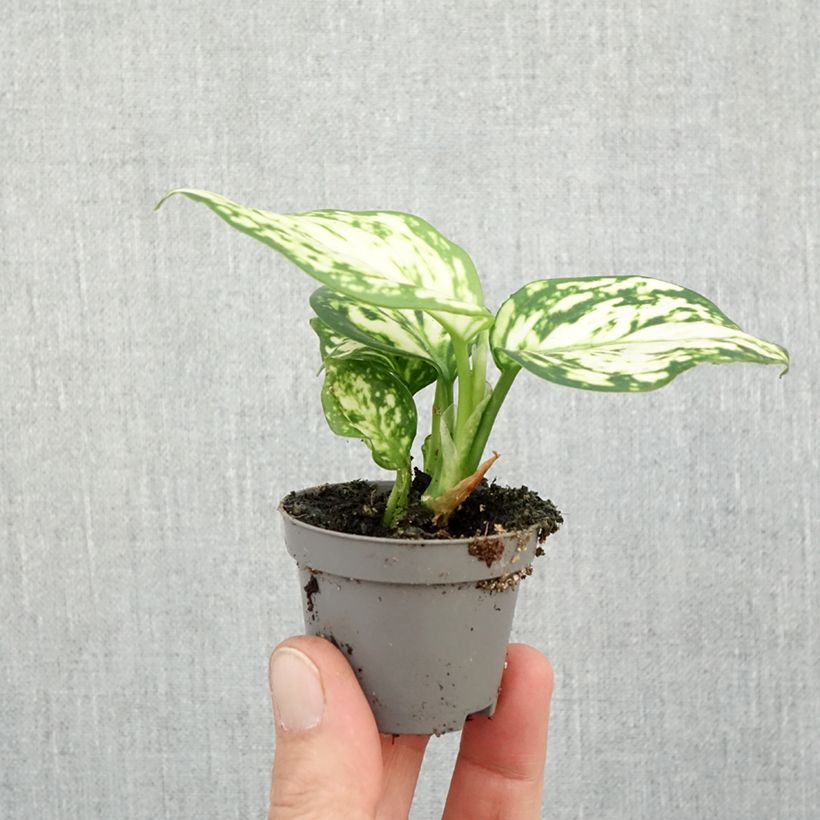 Exemplar von Aglaonema Snowflake - Kolbenfaden Mini-plante wie im Herbst geliefert