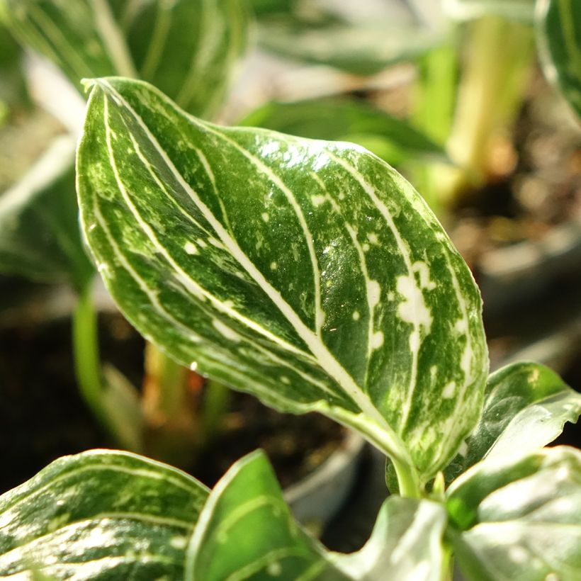 Aglaonema Toms Pride - Kolbenfaden (Laub)