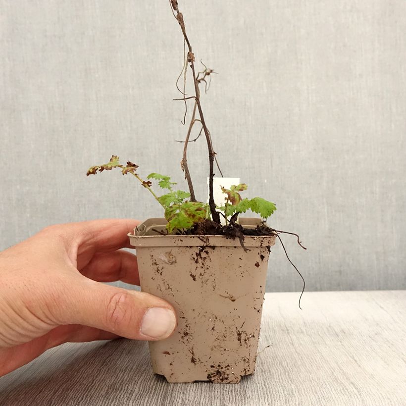Exemplar von Agrimonia eupatoria Alba - Gemeiner Odermennig Kleine Töpfe von 8/9 cm wie im Herbst geliefert