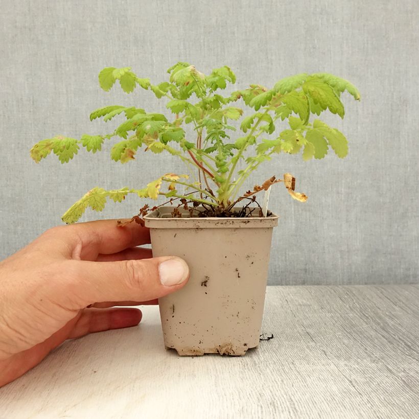 Exemplar von Agrimonia eupatoria - Gemeiner Odermennig Kleine Töpfe von 8/9 cm wie im Sommer geliefert