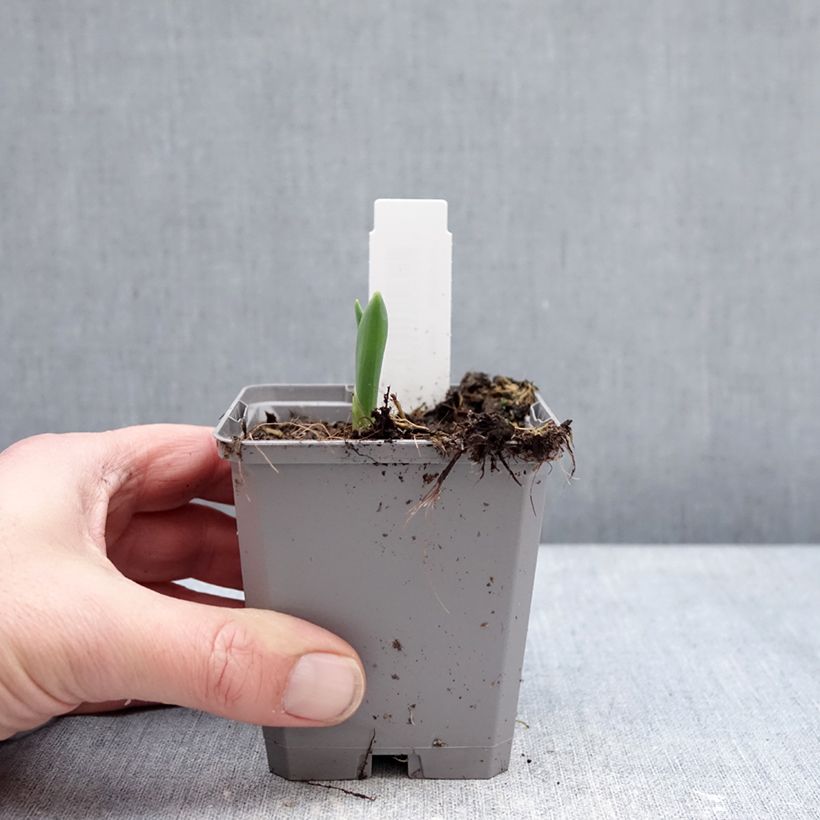 Exemplar von Allium atropurpureum - Zierlauch Kleine Töpfe von 8/9 cm Kaliber/Größe 8+ wie im Winter geliefert