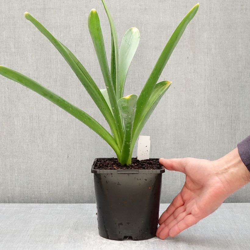 Exemplar von Allium Gladiator - Zierlauch Topf mit 2L/3L Kaliber/Größe 18 wie im Frühjahr geliefert