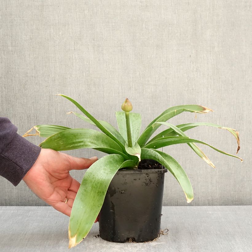 Exemplar von Allium Globemaster - Zierlauch Topf mit 2L/3L wie im Frühjahr geliefert