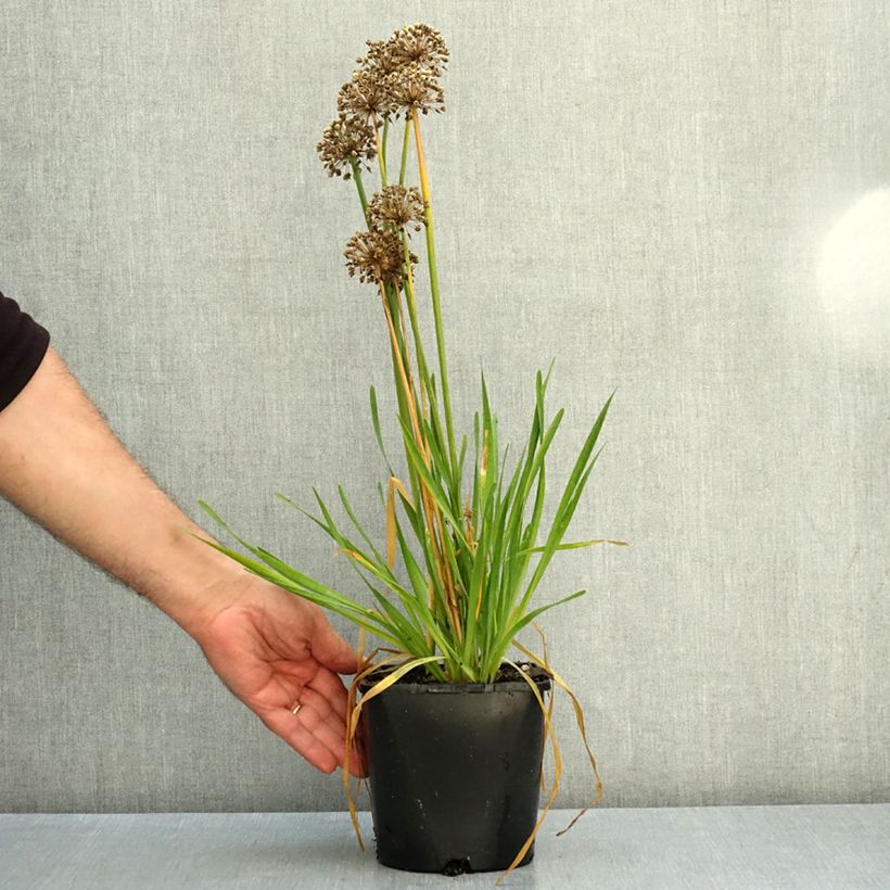 Exemplar von Allium Lavender Bubbles - Zierlauch Topf mit 2L/3L wie im Herbst geliefert