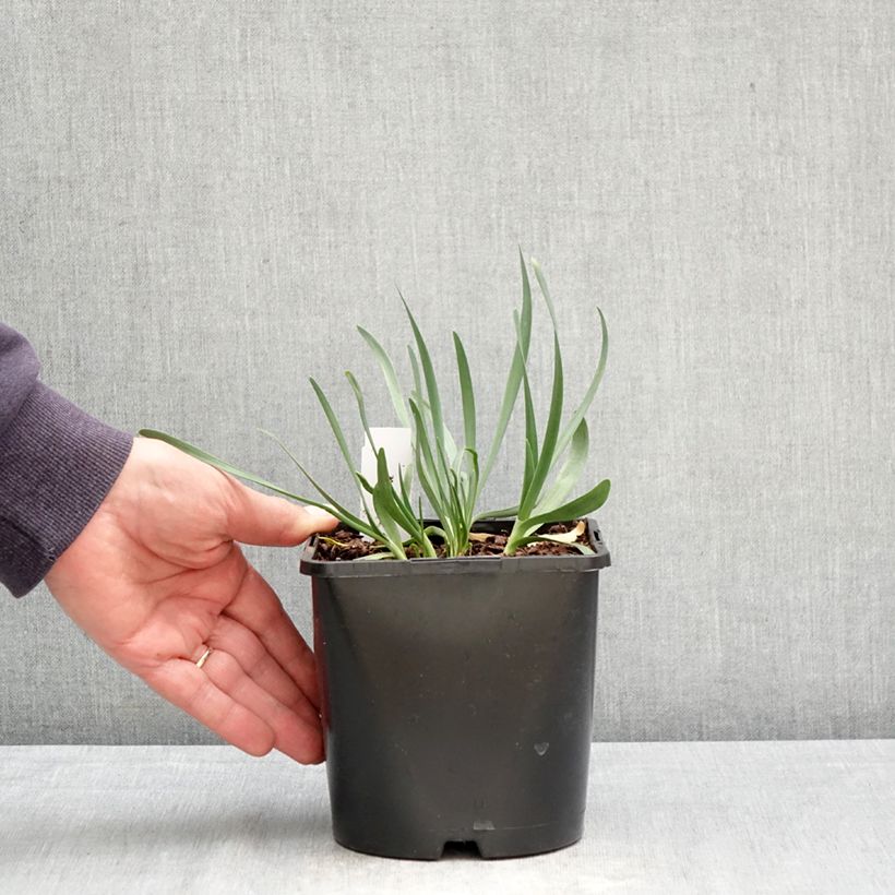 Exemplar von Allium Lavender Bubbles - Zierlauch Topf mit 2L/3L wie im Frühjahr geliefert