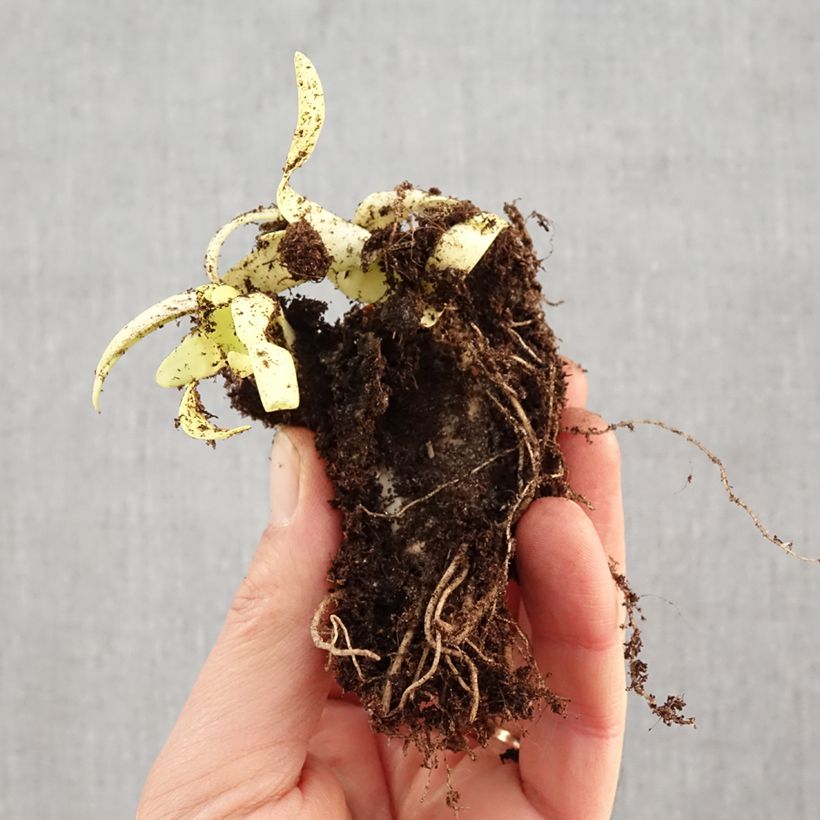 Exemplar von Allium Lavender Bubbles - Zierlauch Wurzelnackt wie im Winter geliefert