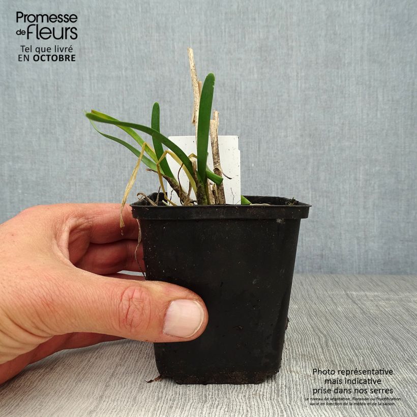 Exemplar von Allium Millenium - Zierlauch Kleine Töpfe von 8/9 cm wie im Herbst geliefert