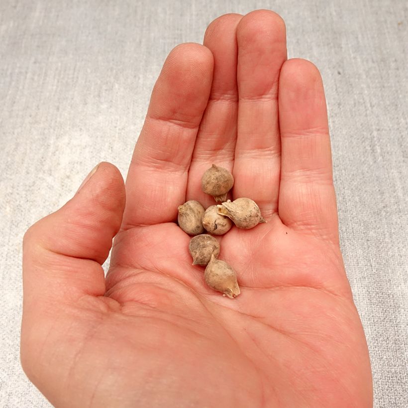 Exemplar von Allium roseum - Rosen-Lauch Zwiebel Kaliber/Größe 4+ wie im Frühjahr geliefert