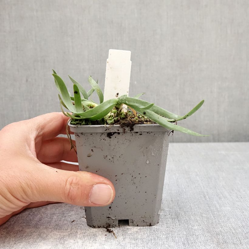 Exemplar von Allium In Orbit - Zierlauch Kleine Töpfe von 8/9 cm Kaliber/Größe I wie im Frühjahr geliefert