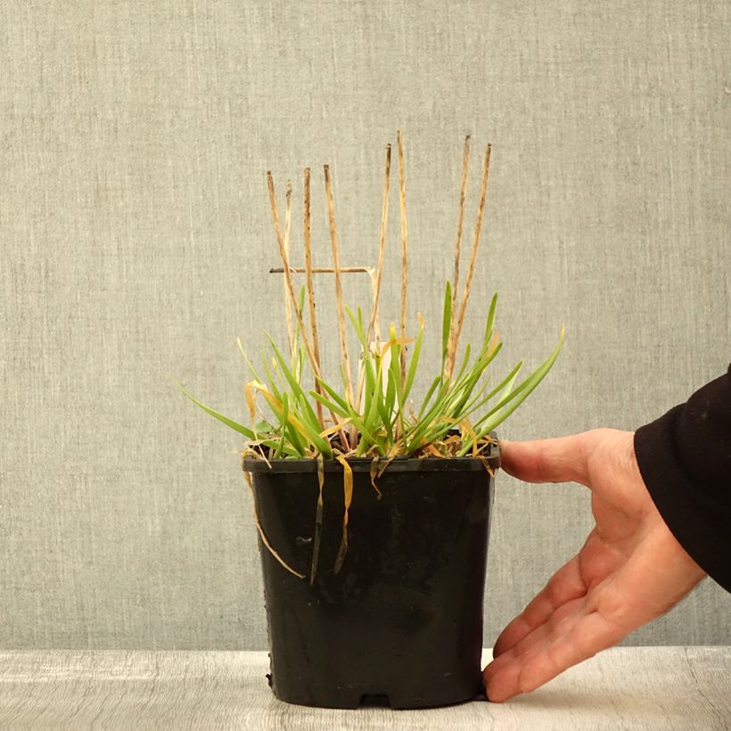 Exemplar von Allium In Orbit - Zierlauch Topf mit 2L/3L wie im Herbst geliefert