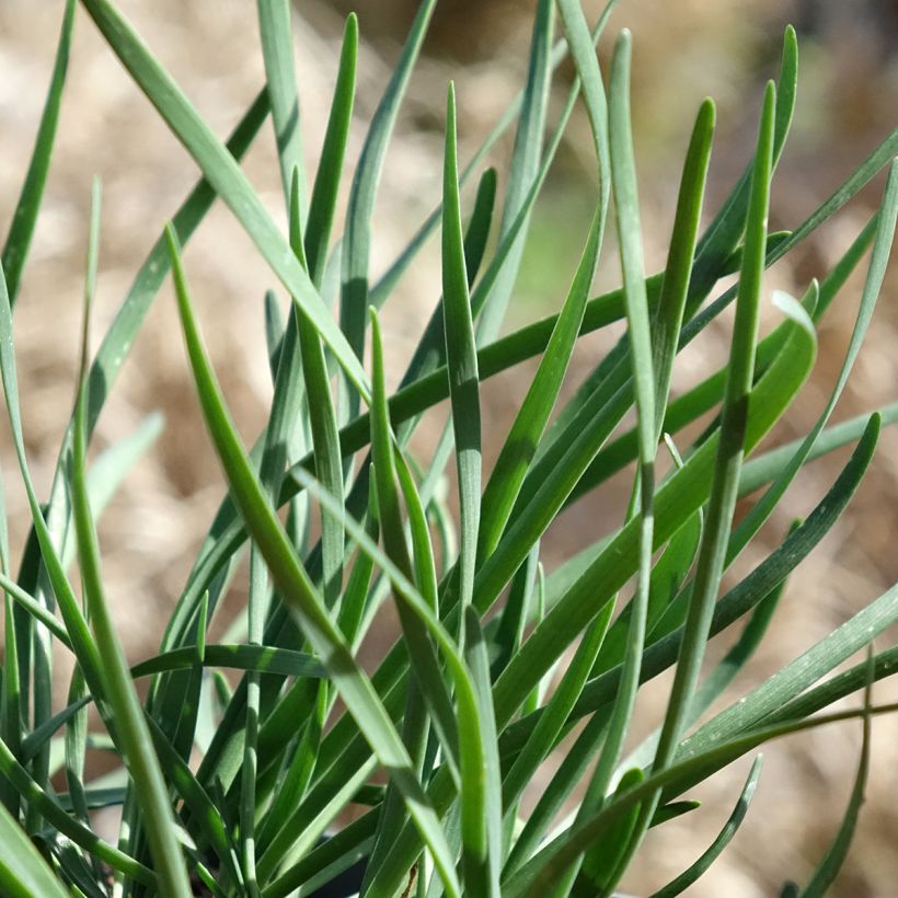 Allium Lisa Blue - Zierlauch (Laub)