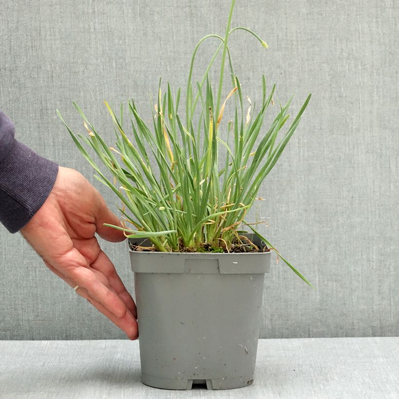 Exemplar von Allium Lisa Blue - Zierlauch Topf mit 2L/3L wie im Sommer geliefert