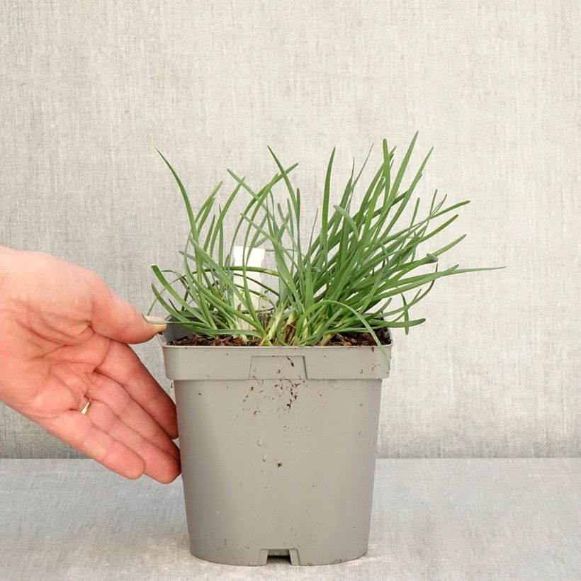 Exemplar von Allium Lisa Blue - Zierlauch Topf mit 2L/3L wie im Frühjahr geliefert