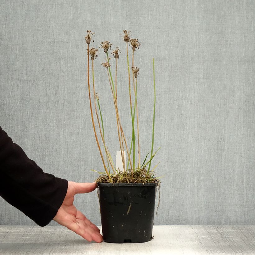 Exemplar von Allium Lisa Green - Zierlauch Topf mit 2L/3L wie im Herbst geliefert