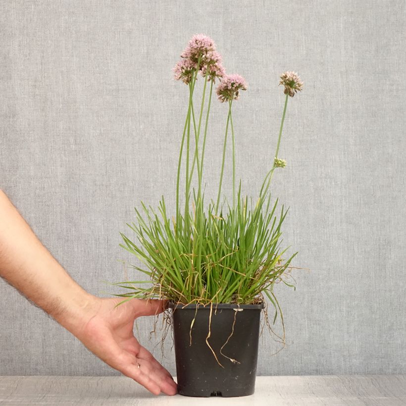 Exemplar von Ail d'ornement - Allium senescens Lisa Green Pot de 2L/3L wie im Sommer geliefert