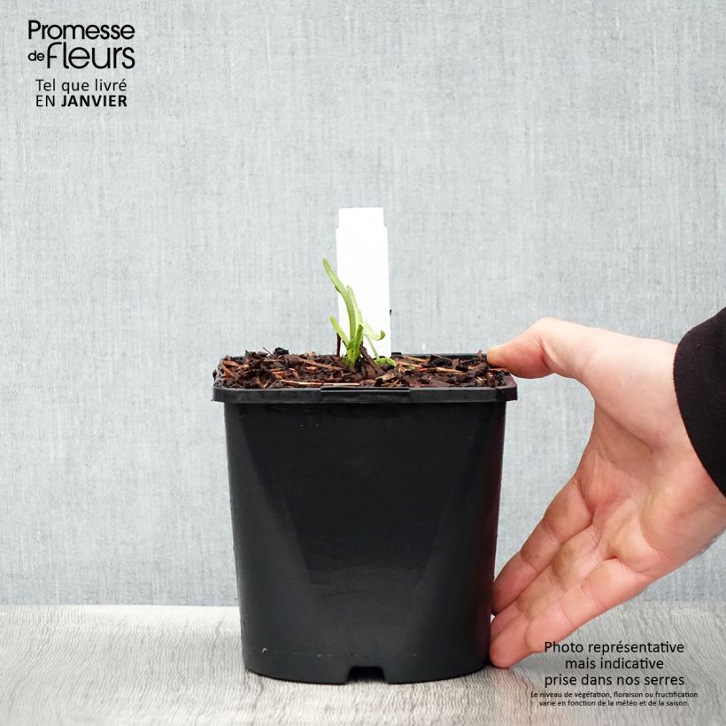 Exemplar von Allium Lisa Green - Zierlauch Topf mit 2L/3L wie im Winter geliefert