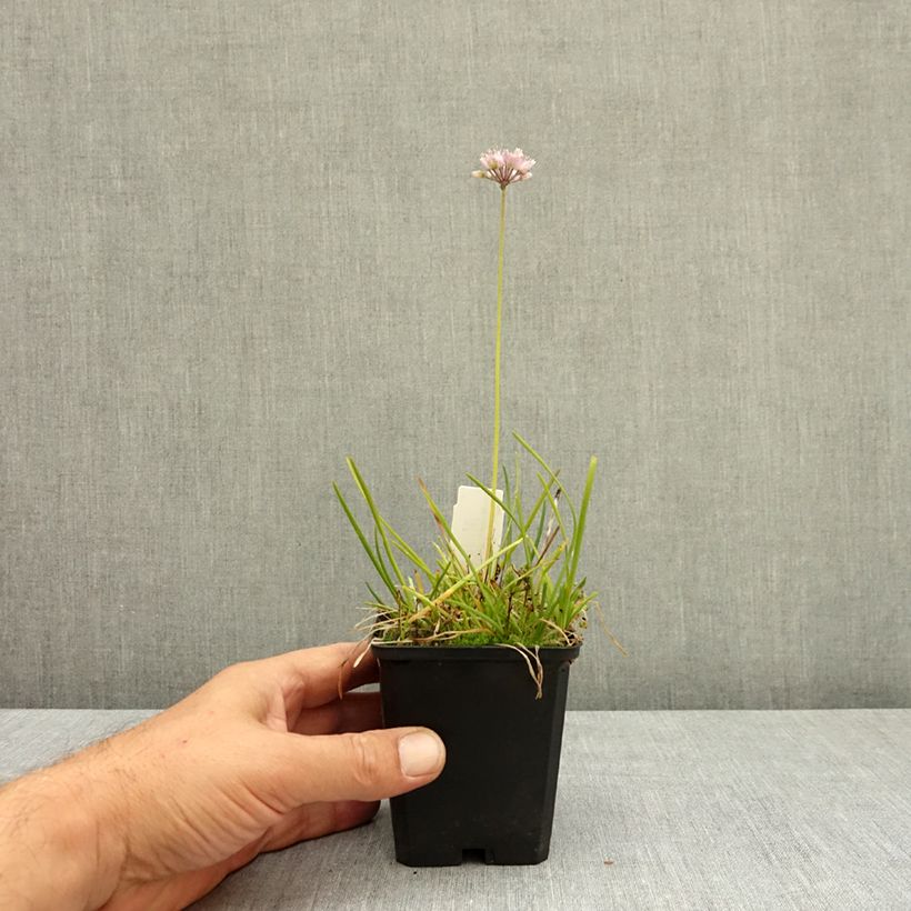 Exemplar von Allium senescens subsp. montanum - Berg-Lauch Kleine Töpfe von 8/9 cm Kaliber/Größe I wie im Sommer geliefert