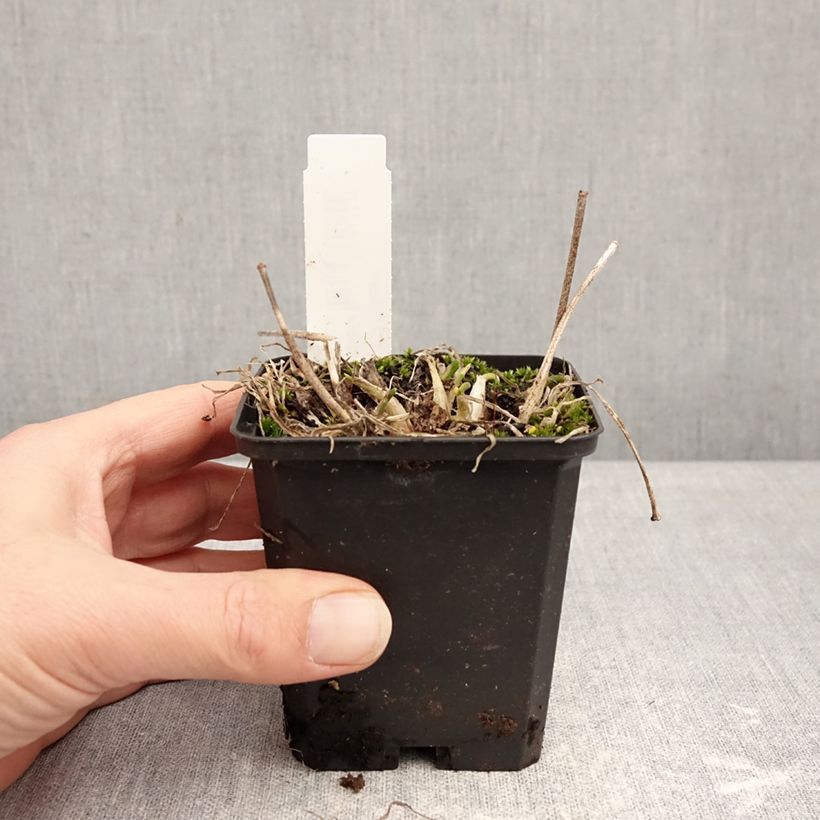 Exemplar von Allium senescens subsp. montanum - Berg-Lauch Kleine Töpfe von 8/9 cm Kaliber/Größe I wie im Winter geliefert