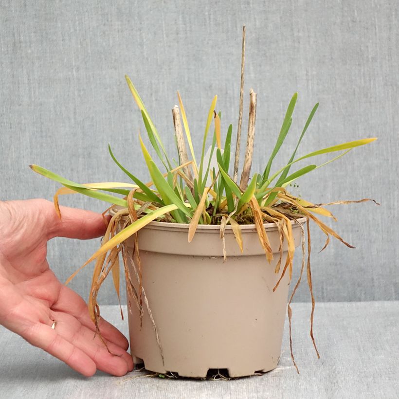 Exemplar von Allium Serendipity - Zierlauch Topf mit 2L/3L wie im Herbst geliefert