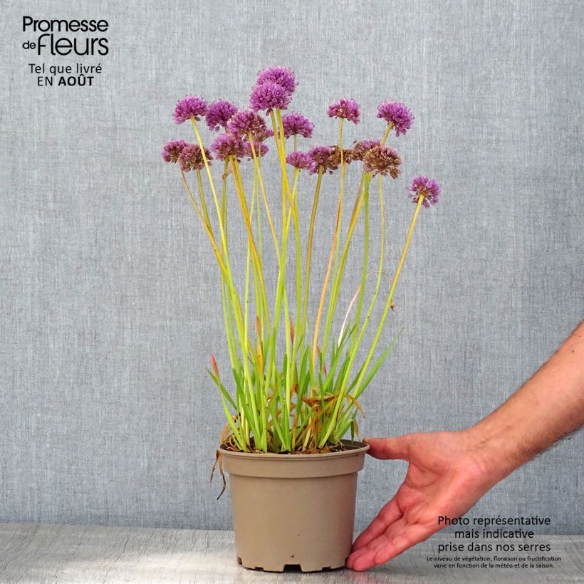 Exemplar von Allium Serendipity - Zierlauch Topf mit 2L/3L wie im Sommer geliefert