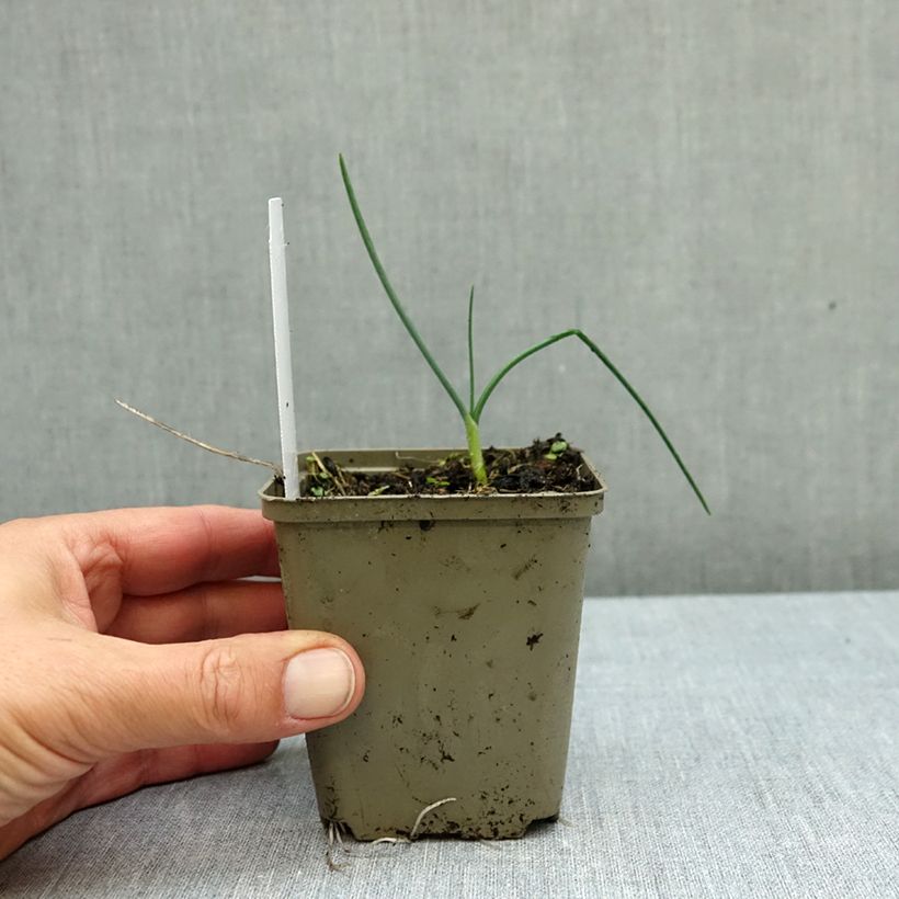 Exemplar von Allium sphaerocephalon - Kugellauch Kleine Töpfe von 8/9 cm Kaliber/Größe 6+ wie im Herbst geliefert