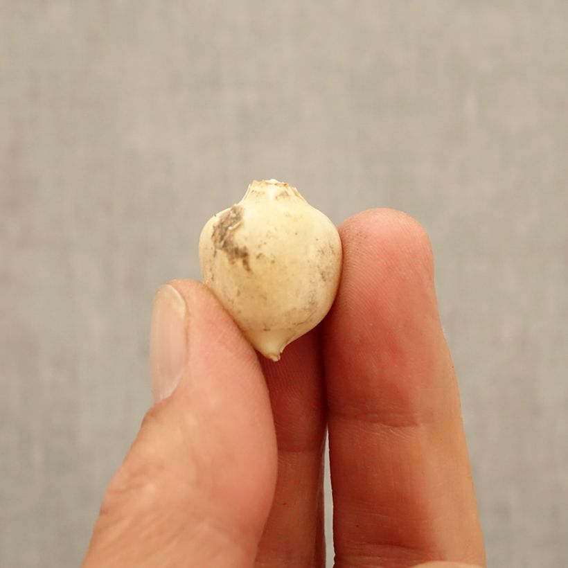 Exemplar von Allium triquetrum - Dreikantiger Lauch Zwiebel Kaliber/Größe 5+ wie im Herbst geliefert