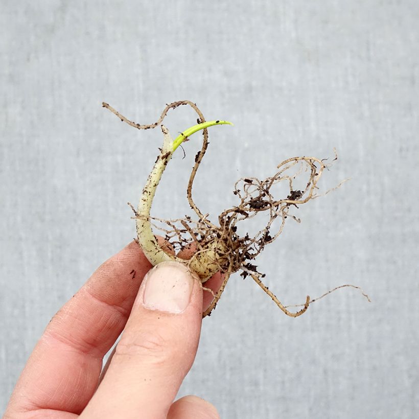 Exemplar von Allium ursinum im Topf - Bärlauch Wurzelnackt wie im Winter geliefert