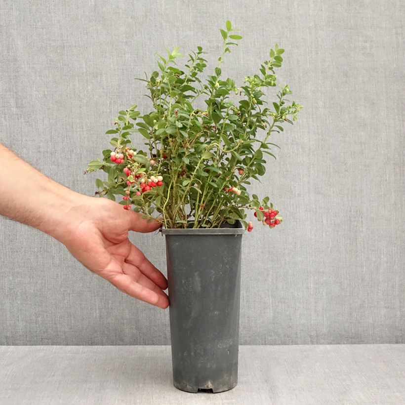 Exemplar von Preiselbeere Red Pearl - Vaccinium vitis-idaea Topf mit 2L/3L wie im Sommer geliefert