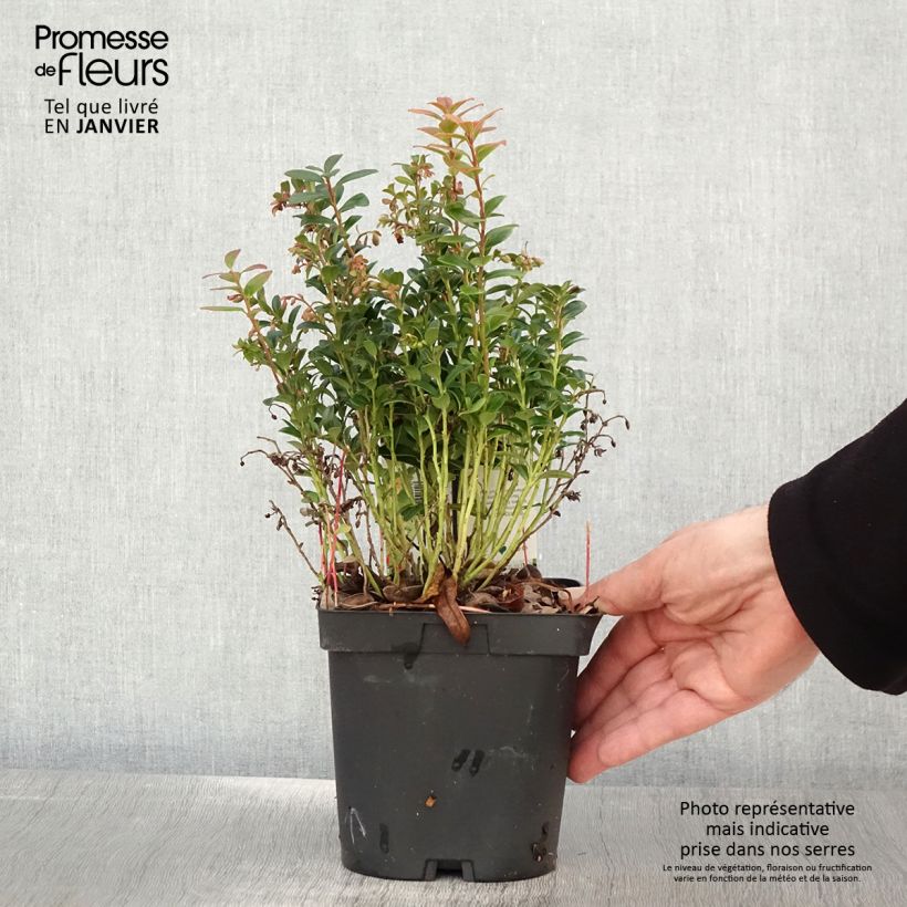 Exemplar von Preiselbeere Red Pearl - Vaccinium vitis-idaea Topf mit 2L/3L wie im Winter geliefert