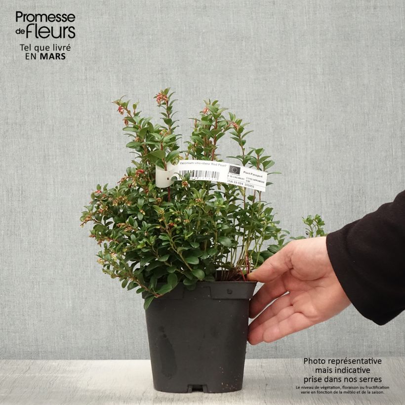 Exemplar von Preiselbeere Red Pearl - Vaccinium vitis-idaea Topf mit 2L/3L wie im Frühjahr geliefert