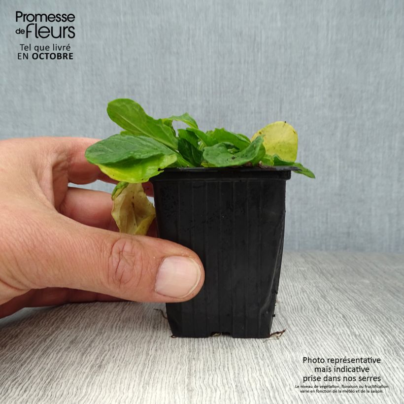 Exemplar von Ajuga reptans Alba - Kriechender Günsel Kleine Töpfe von 7/8 cm wie im Herbst geliefert