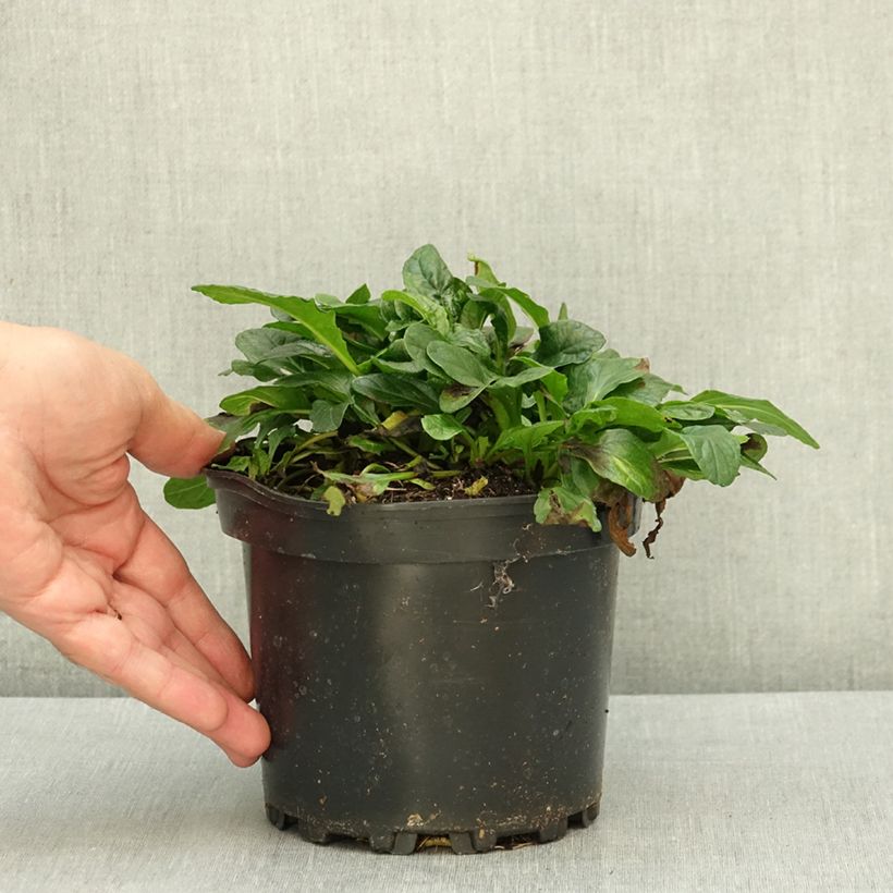 Exemplar von Ajuga reptans Alba - Kriechender Günsel Topf mit 2L/3L wie im Sommer geliefert